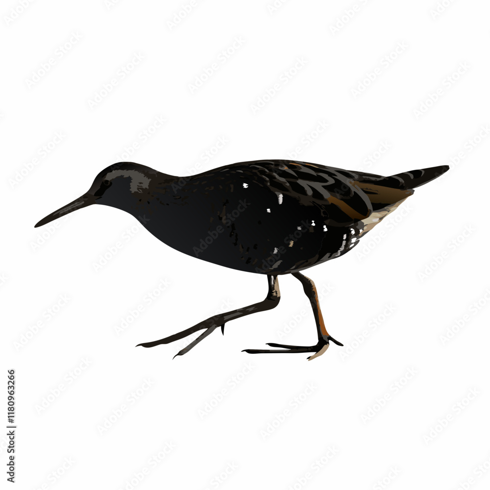 Obraz premium heron isolated on white