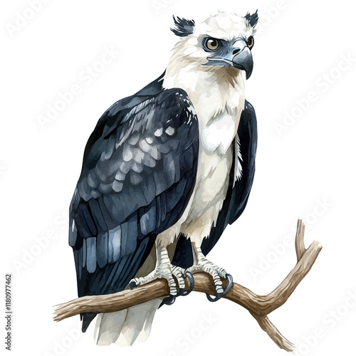 A watercolor clipart of a harpy eagle perched on a branch, isolated on a white background. Harpy eagle vector.
