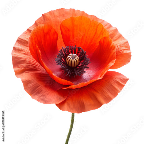 poppy flower isolated on transparent background photo