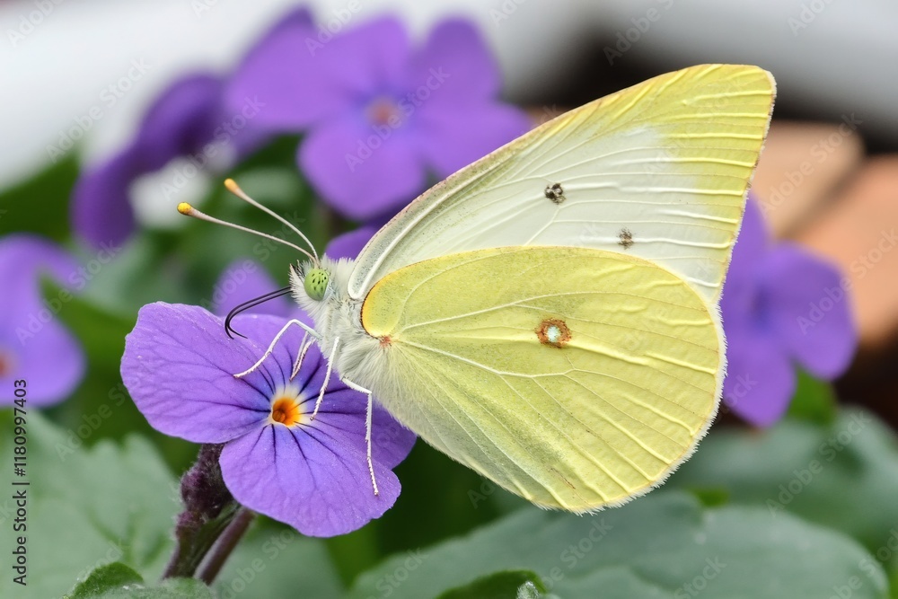 Delicate Yellow Butterfly Sitting on Vibrant Purple Flower in Natural Setting Delicate Yellow Butterfly Sitting on Vibrant Purple Flower in Natural Setting