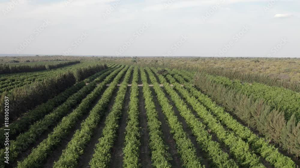 Flyover tidy tree rows in citrus orchard plantation in South Africa Flyover tidy tree rows in citrus orchard plantation in South Africa