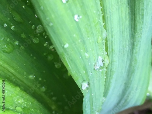 leaf with drops