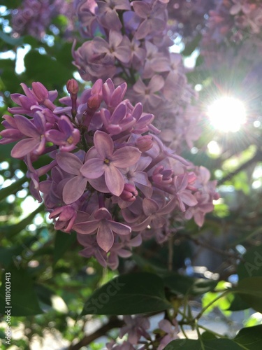 flowers in the garden