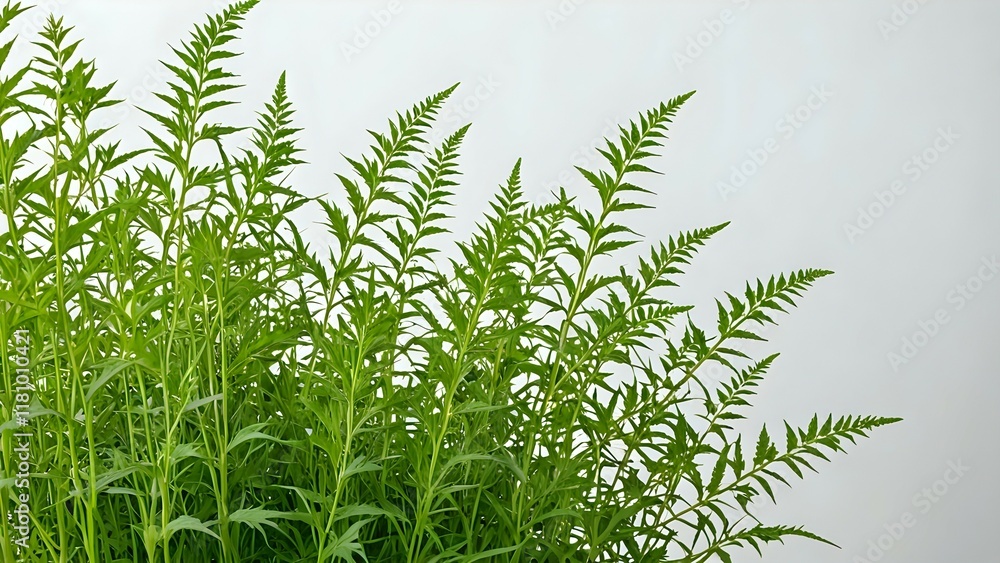 Fototapeta premium Lush green foliage of vibrant plants against a bright white background, perfect for adding a fresh, natural element to your designs.