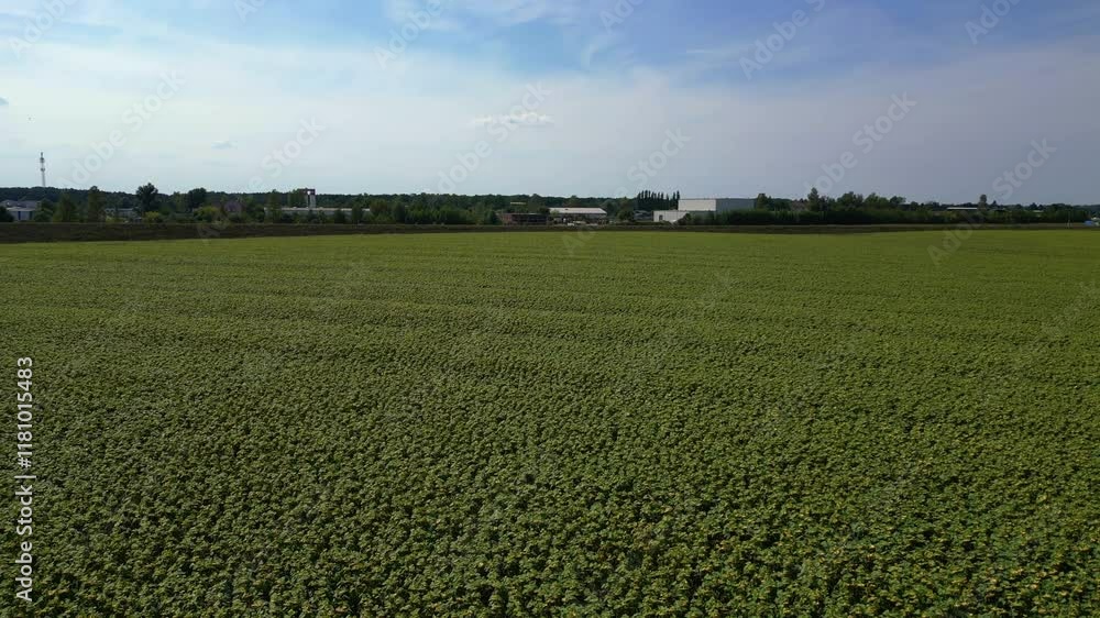 Beautiful endless sunflower field covering vast land near small village under blue sky. panorama overview drone Beautiful endless sunflower field covering vast land near small village under blue sky. panorama overview drone
