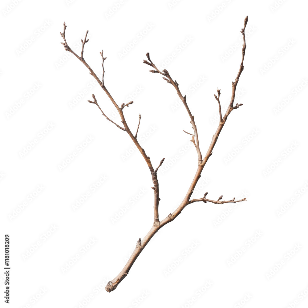 Dry Branch with Thin Twigs on White Background for Minimalist Decor on Transparent Background Dry Branch with Thin Twigs on White Background for Minimalist Decor on Transparent Background