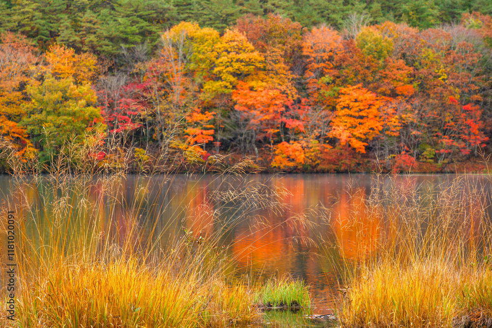 Fototapeta premium 岸辺の紅葉
