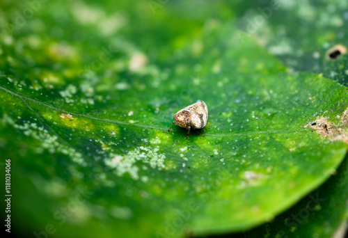 Planthopper (Cixiidae) from the family of fulgoroid insects photo