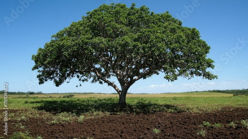Wallpaper Mural A beautiful tree surrounded by expansive green fields and dark brown soil under a cloudless sky Torontodigital.ca