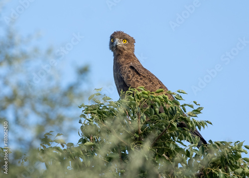 A brown snake eagle, an African bird of prey with a piercing gaze,  perches in the top of a tree and scans the surroundings for its next  prey item in a game reserve in South Africa. photo