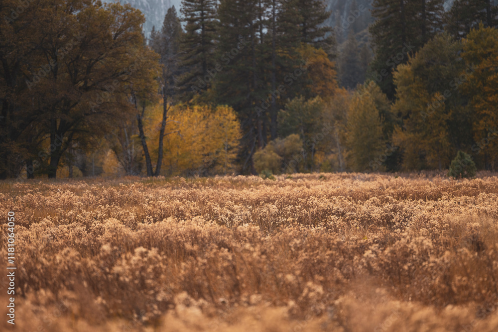 autumn in the woods