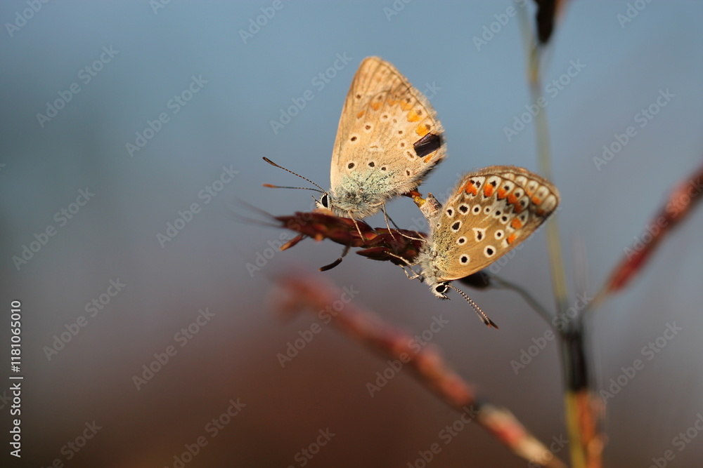 Obraz premium una farfalla licenide a riposo in primavera