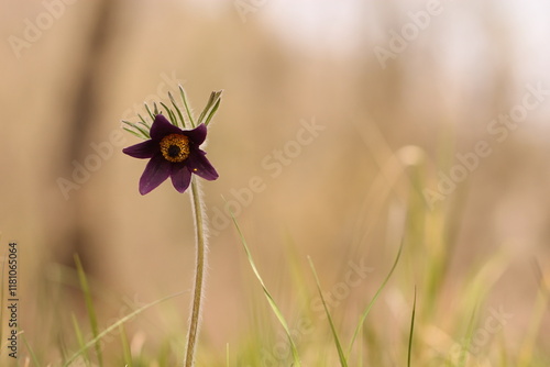 fiori di anemone pulsatilla in un prato in primavera photo