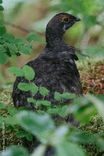 Sooty Grouse in Glacier Bay National Park in southeast Alaska photo