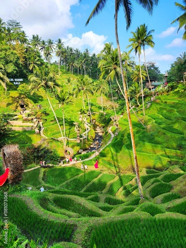 rice terraces in Bali island