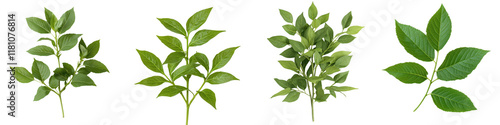 Vibrant Green Foliage and Leaves on Branches in Natural Environment