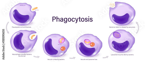 Phagocytosis vector. Macrophage absorption of bacteria. Phagocyte engulfs the bacteria. Phagocytic cells.