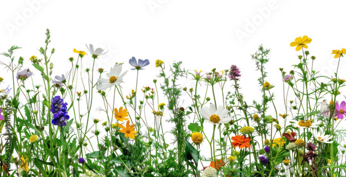 Fototapeta Naklejka Na Ścianę i Meble -  Colorful wildflower meadow border