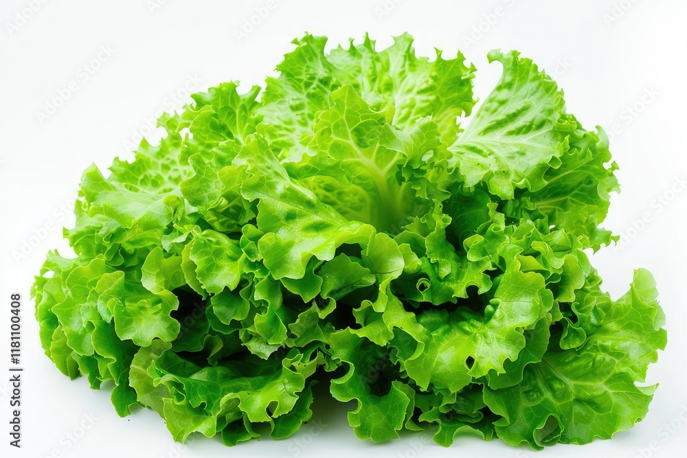 Resh Roman Cos Lettuce Isolated on a White Background Isolated on White Background Resh Roman Cos Lettuce Isolated on a White Background Isolated on White Background