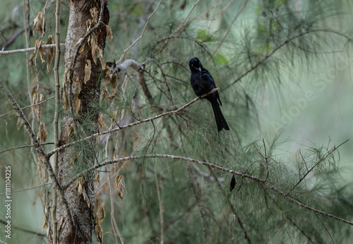 Black paradise drongo in the wild at dawn looking for food in the country of Thailand photo