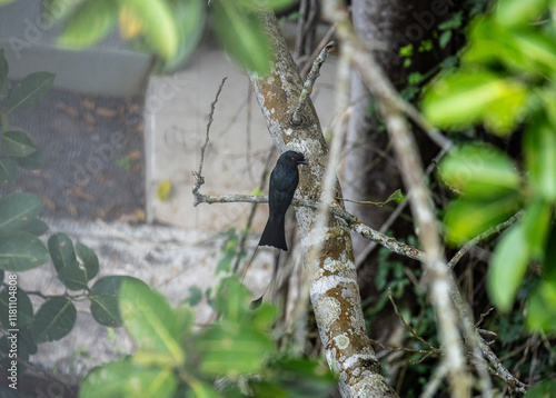 Black paradise drongo in the wild at dawn looking for food in the country of Thailand photo