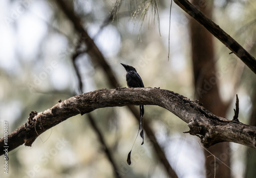 Black paradise drongo in the wild at dawn looking for food in the country of Thailand photo