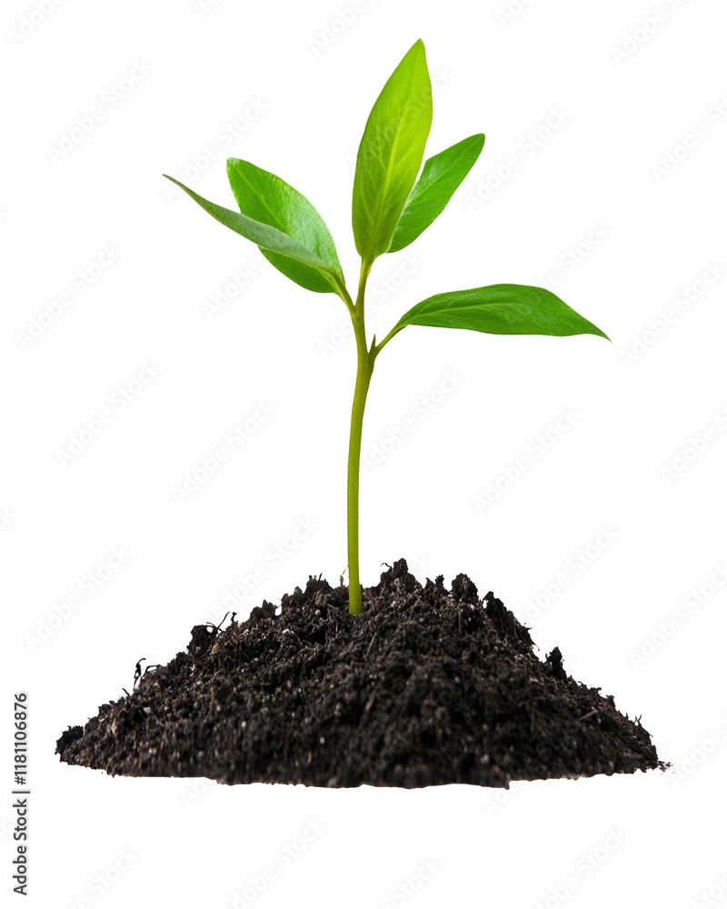 High-Quality PNG green sprout growing from soil on white background High-Quality PNG green sprout growing from soil on white background