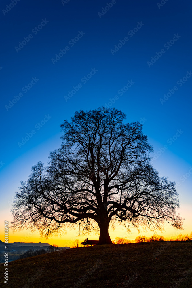 “Friedenslinde” (peace lime tree), a mighty old free-standing tree on a hill above Bronnweiler near Reutlingen. Natural monument with colorful sunset twilight atmophere at dusk in winter season. “Friedenslinde” (peace lime tree), a mighty old free-standing tree on a hill above Bronnweiler near Reutlingen. Natural monument with colorful sunset twilight atmophere at dusk in winter season.