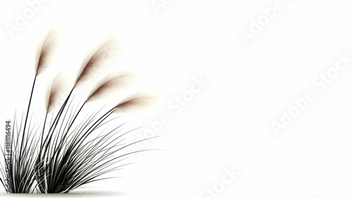 A windy, natural white background featuring Stipa Arundinacea Sweet Grass photo