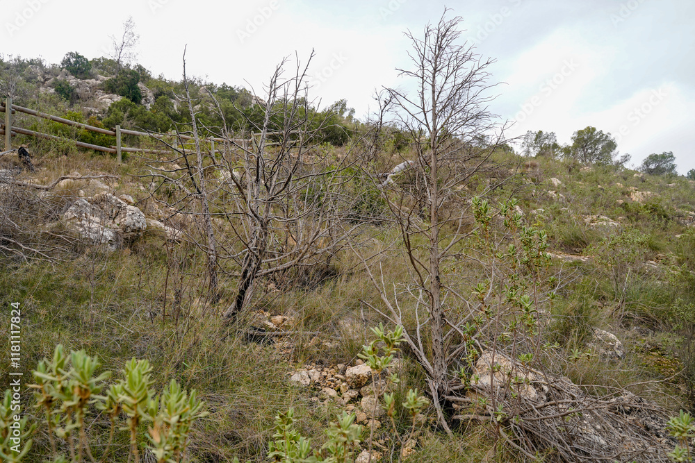 dry trees and plants, consequence of a forest fire, which occurred years ago, hiking area in the mountains, with a wooden fence dry trees and plants, consequence of a forest fire, which occurred years ago, hiking area in the mountains, with a wooden fence