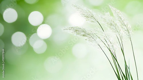 A windy, natural white background featuring Stipa Arundinacea Sweet Grass photo