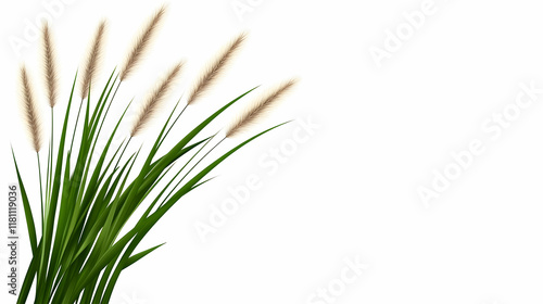 A windy, natural white background featuring Stipa Arundinacea Sweet Grass photo