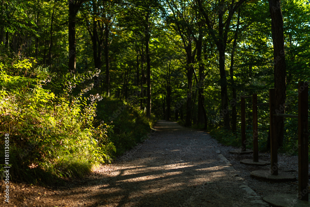 Peaceful forest trail. Pathway through the forest, natural tunnel of the colorful trees, soft light. Idyllic autumn scene. Pure nature, ecology, seasons. Atmospheric landscape. Como, Italy Peaceful forest trail. Pathway through the forest, natural tunnel of the colorful trees, soft light. Idyllic autumn scene. Pure nature, ecology, seasons. Atmospheric landscape. Como, Italy