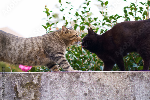 塀の上で黒猫とキジトラが顔を突き合わせてる photo