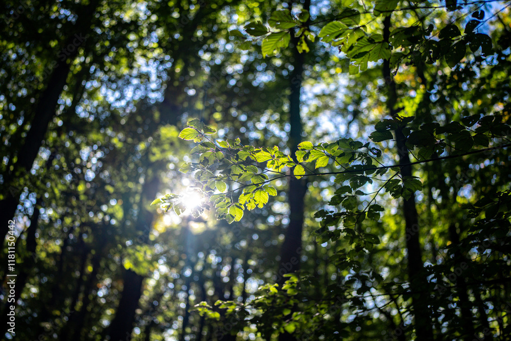 Obraz premium Abstract green nature background, selective focus. Green leaf background. Greenery backdrop. Forest background. Green nature background. Green leaf in forest. Leaves backdrop.