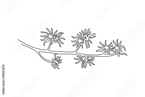 Single one line drawing beauty fresh witch hazels for garden logo. Decorative winterbloom flower concept for home wall decor art poster print. Continuous line draw design graphic vector illustration