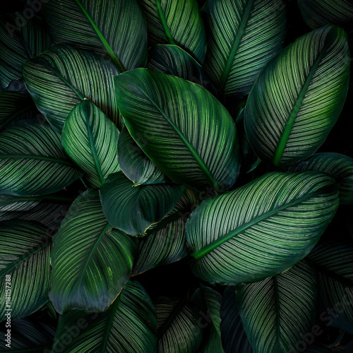 leaves of Spathiphyllum cannifolium, abstract dark green texture