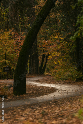 Obraz na płótnie autumn in the park w salonie