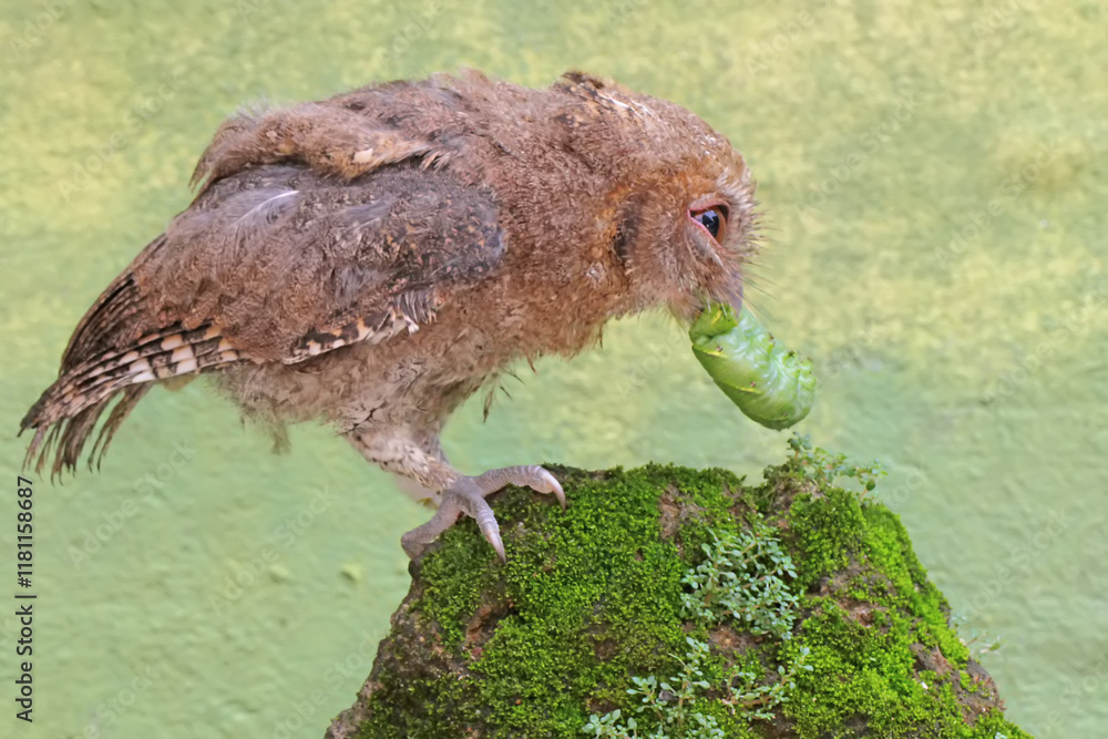 Fototapeta premium A Javan scops owl preys on a green caterpillar on moss-covered ground. This nocturnal bird has the scientific name Otus lempiji.