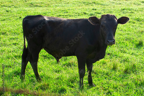 Cows graze on the Brazilian fazenda, Rio Grande do Sul photo