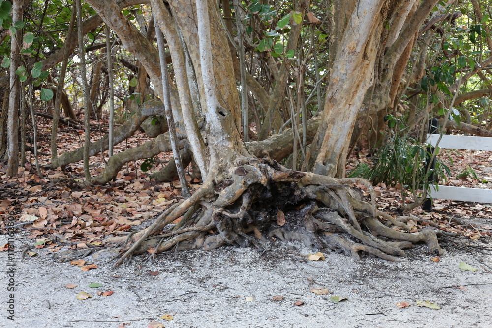 roots of a tree forest tree old tree roots of a tree forest tree old tree