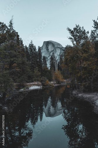 reflection of trees