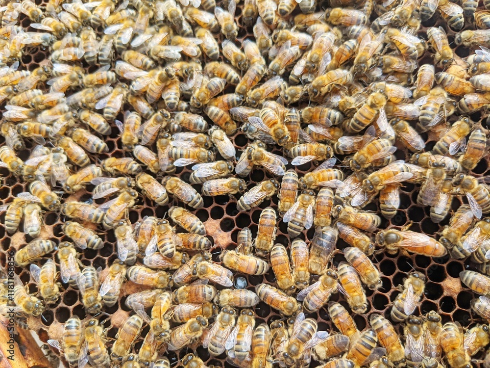 Busy bees with their queen on a frame of honeycomb Busy bees with their queen on a frame of honeycomb