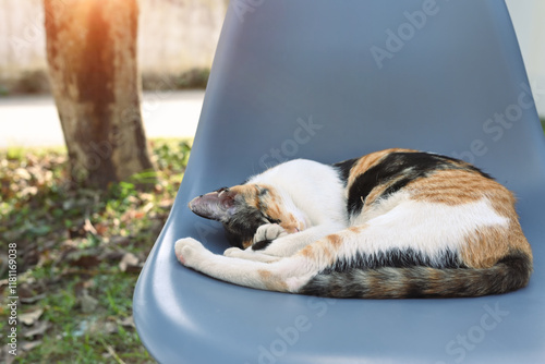 Adorable tri colored cat curled up and sleeping soundly on chair placed in a sunny outdoor garden photo