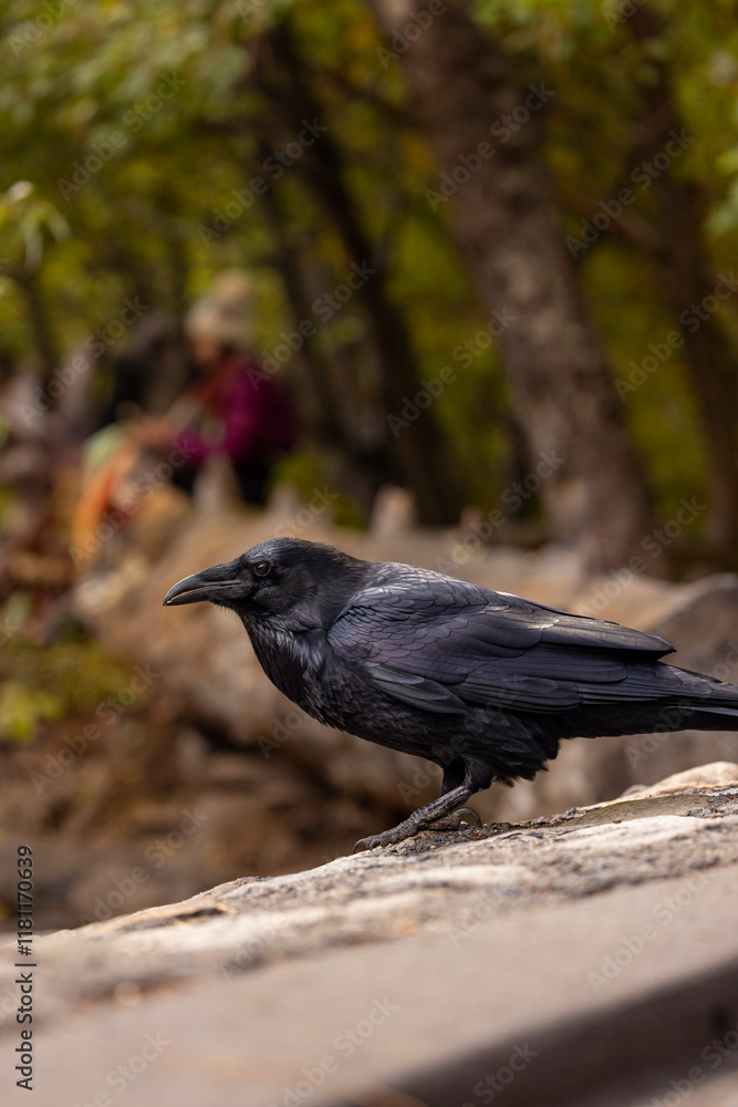 crow on a tree
