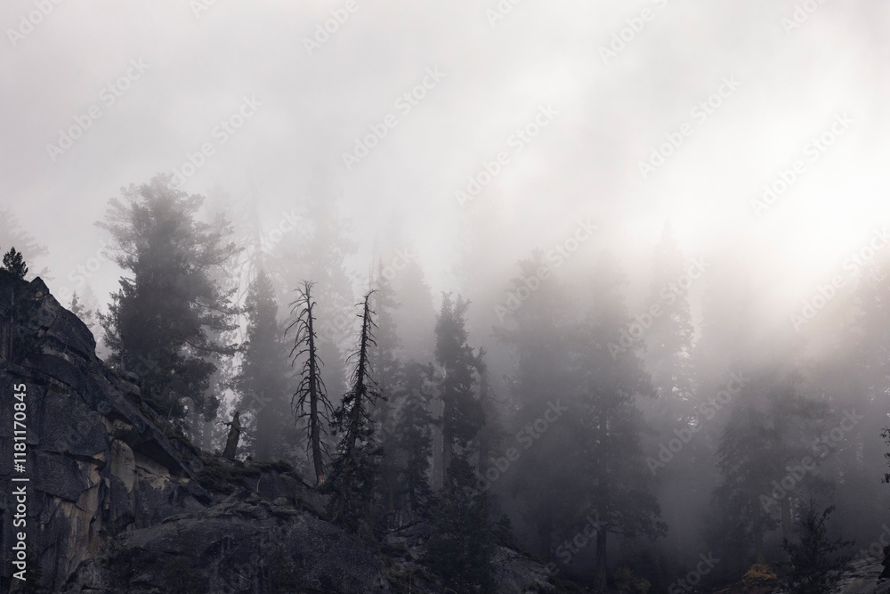 fog in the mountains
