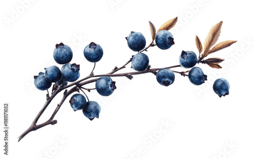Ripe blueberries on branch against high fidelity nature freshness concept isolated on transparent background png