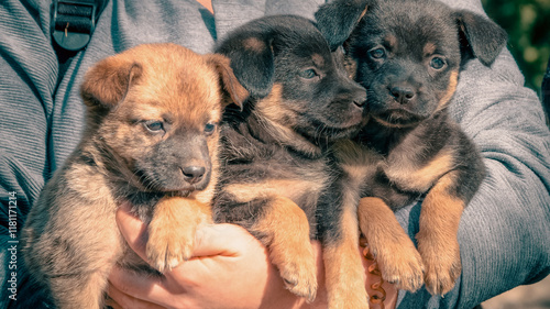 an armful of puppies in the arms of a woman in a gray sweater