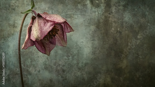 A photograph of a wilted drooping flower in a small neglected garden symbolizing the themes of loss despair and melancholy The muted colors and faded