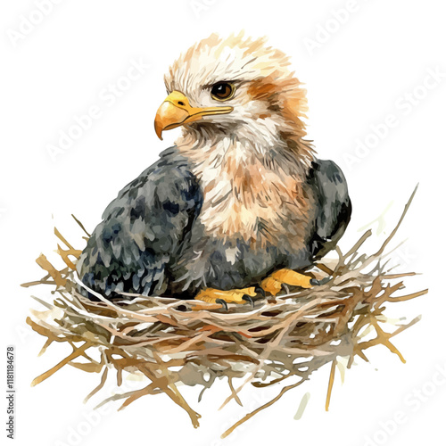 A watercolor of an eagle chick waiting in the nest, isolated on a white background. Eagle vector.
